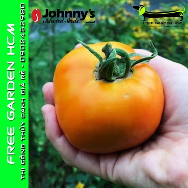 hạt giống cà chua valencia 6