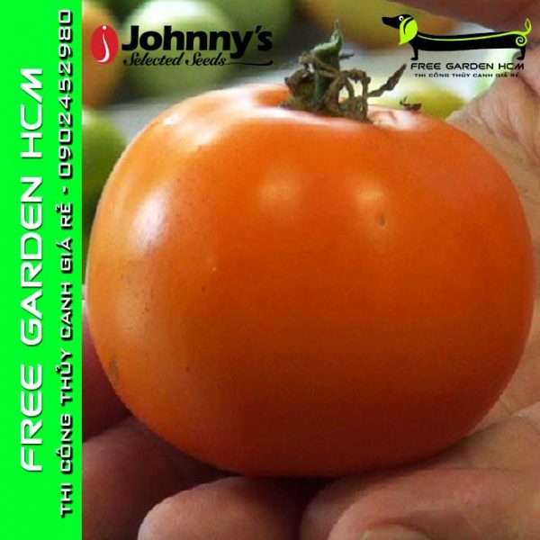 hạt giống cà chua valencia 7